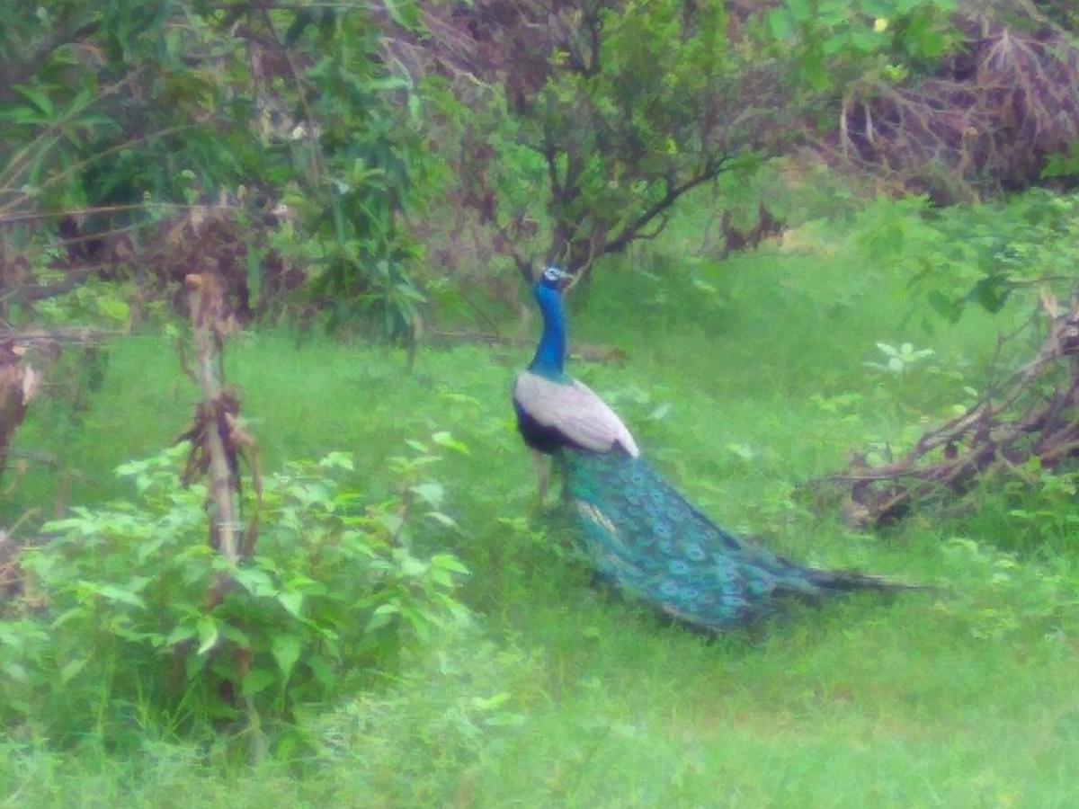 Ranakpur Nature Retreat Sādri Екстериор снимка